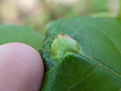 Phylloxera caryaemagna