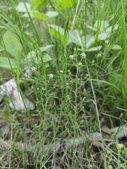 Thesium repens