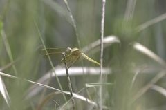 Crocothemis servilia