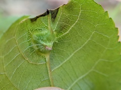 Phylloxera caryaemagna