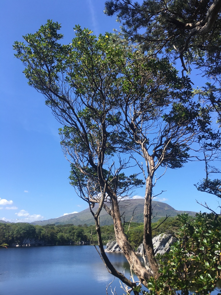 Arbutus unedo, Killarney, Kerry, Ireland