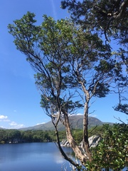 Strawberry Tree (Unedo)