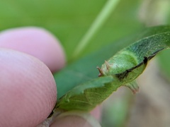 Phylloxera caryaemagna