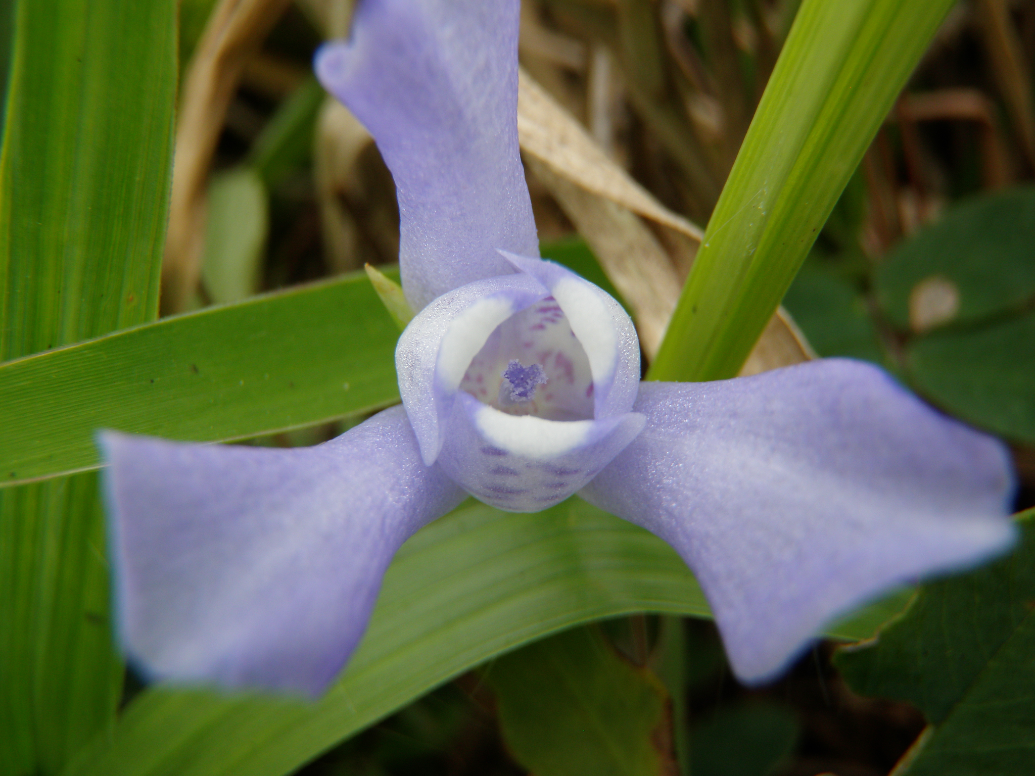 Cipura paludosa