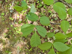 Phylloxera caryaemagna