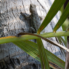 Sceloporus clarkii