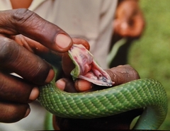 Dendroaspis angusticeps