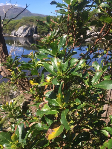 Arbutus unedo