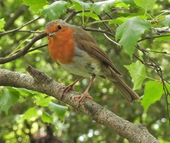 Erithacus rubecula