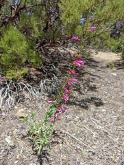 Penstemon × parishii