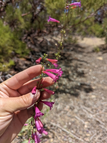 Penstemon × parishii, photograph 2