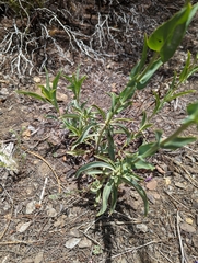 Penstemon × parishii