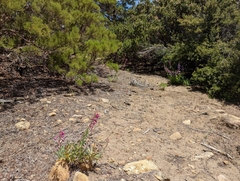 Penstemon × parishii