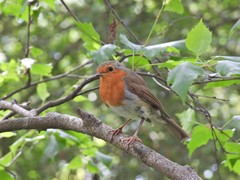 Erithacus rubecula