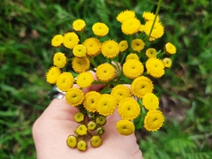 Tanacetum vulgare