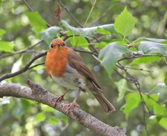 Erithacus rubecula