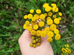 Tanacetum vulgare