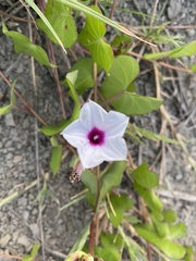 Ipomoea sagittifolia