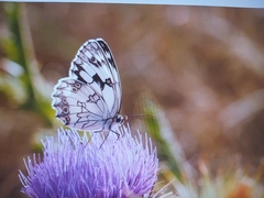 Melanargia lachesis