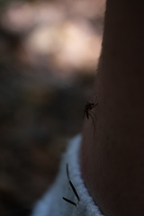 Aedes taeniorhynchus