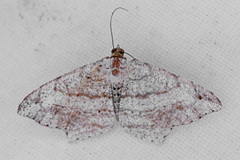 Psamatodes abydata