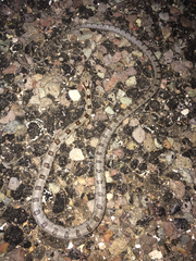 Pantherophis bairdi