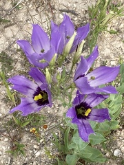 Eustoma russellianum