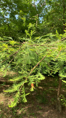 Taxodium distichum