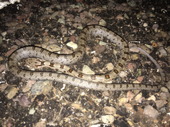 Pantherophis bairdi