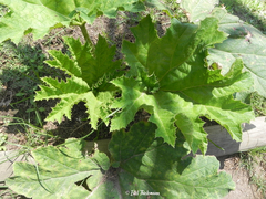 Gunnera bracteata