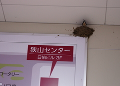 Hirundo rustica
