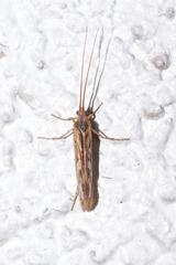 Limnephilus marmoratus