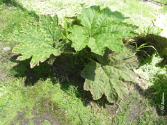 Gunnera bracteata