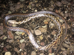 Pantherophis bairdi