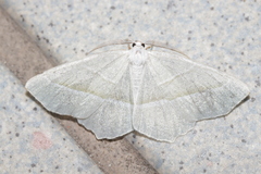 Campaea margaritaria