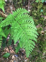 Dryopteris aemula