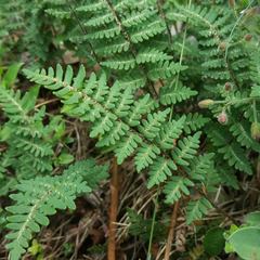 Paragymnopteris marantae marantae