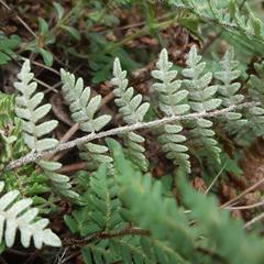 Paragymnopteris marantae marantae