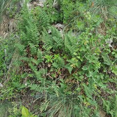 Paragymnopteris marantae marantae