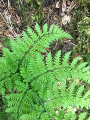 Dryopteris aemula