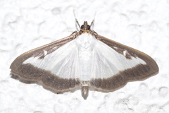 Cydalima perspectalis