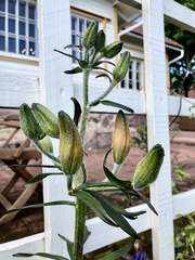Lilium bulbiferum