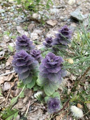 Ajuga pyramidalis
