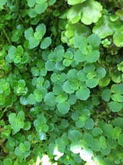 Chrysosplenium oppositifolium