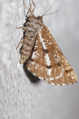 Bupalus piniaria