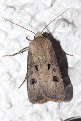Agrotis exclamationis
