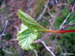 Gunnera magellanica