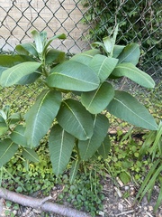 Asclepias syriaca