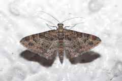 Gymnoscelis rufifasciata