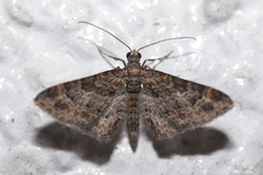 Gymnoscelis rufifasciata